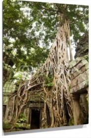 Lienzo Casa arbol raices